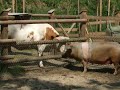 Ein Schwein und eine Kuh beschnuppern sich im Zoom Erlebniszoo Gelsenkirchen