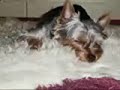 My dog - Yorksire terier