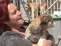 Protectora de Animales de Guardo