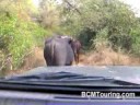 This is what traffic jams look like during jeep safari in the Sariska National Park in Rajasthan, India.