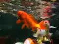 Underwater Koi Pond fish Underwater Koi Pond fish