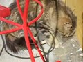 mis gatitos 2