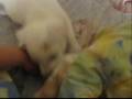 rat playing with a dog