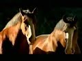 The Littlest Clydesdale