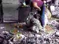 kiwi sheep shearers at work.... kiwi sheep shearers at work....