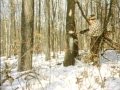 Return of the Wild Turkey (1970)