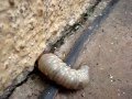 videos de Unknown white insect (личинка майского жука ???)