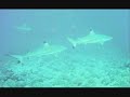 obama.....sharks .iraqi man found new sharks in aqaba ..anasbadri... terror..,new,new....sharks,jews