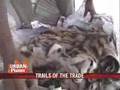 Trailing illegal animal trafficking