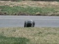 Brushless Stampede 2