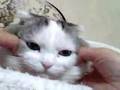 ぬこ