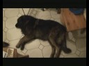 gros toutou qui dort gros toutou qui dort