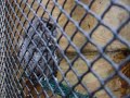 Eastern Screech Owl Vocalizing