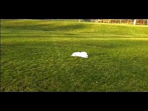 how to care japanese spitz