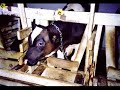 Think about the cows. Think about the cows.