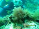 cavall de mar