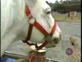 paard in de auto Bekijk video