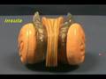Brain Stem Model - Insula & Corpus Callosum