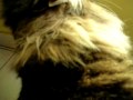 la toilette du cat
