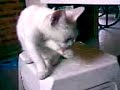 FirzenTheBest - El Gato