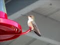 About-Birds.info -- Bird Watching - Hummingbirds Up Close