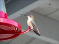 About-Birds.info -- Bird Watching - Hummingbirds Up Close