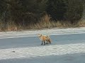 Red Fox, Island Beach State Park, NJ #2