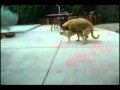 Котэ в шокэ