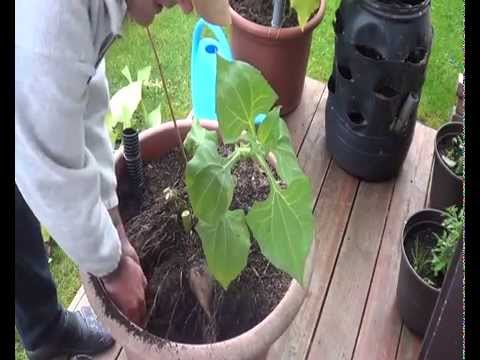 how to harvest yacon