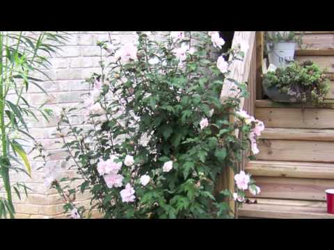 how to fertilize a rose of sharon