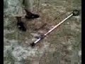 Speargun Incident