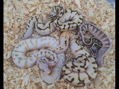 YouTube reptile video