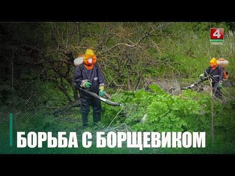 Борщевик наступает! Узнали, как жители Гомельщины борются с ним на огородах видео