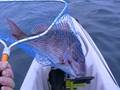 videos de Hobie Outback Snapper Mornington 2