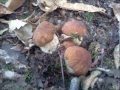 FUNGHI IN VAL DI VARA FUNGHI IN VAL DI VARA