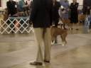 DOG SHOW