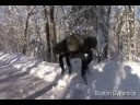 big dog
