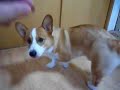 Goro@Welsh corgi 20080903 saury