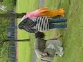360 Degree view of Lewisham Park