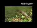 videos tuxtla