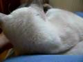 Purrfect day in a master's lap...