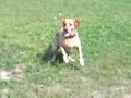 magz fetch the ball