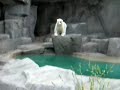 Polar Bear Balances Toy on Nose and Paw Polar Bear Balances Toy on Nose and Paw