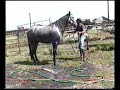 Miji Andalusians-Maravillosa M Miji Andalusians-Maravillosa M