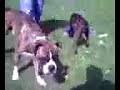 Tedy the Boxer chases the ball