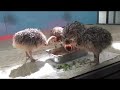 Click here to watch this video Ostrich Chicks at the California Academy of Sciences