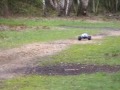 fools-puddles-.html