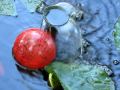 videos de fountain in goldfish pond in garden among glass balls