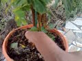 Mimosa pudica