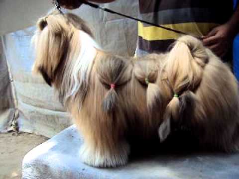 how to care for a lhasa poo